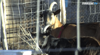 Schermata 05-2457172 alle 12.48.03